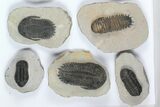 Lot: Assorted Devonian Trilobites - Pieces #92153-1